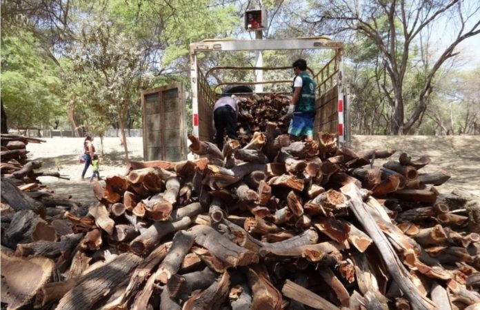 Piura: buscan proteger el algarrobo con Mesa Técnica Regional