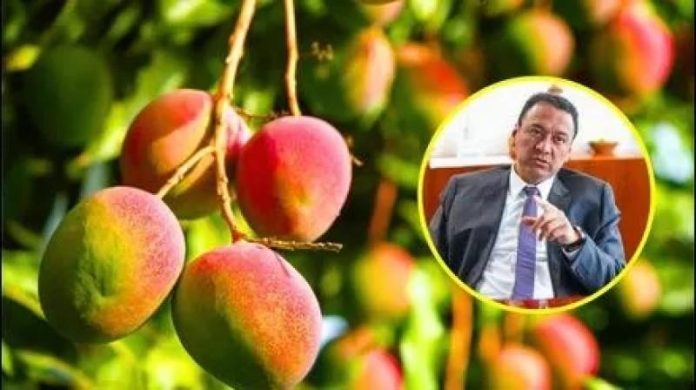 Midagri pide a agricultores no sembrar mango en 3 años