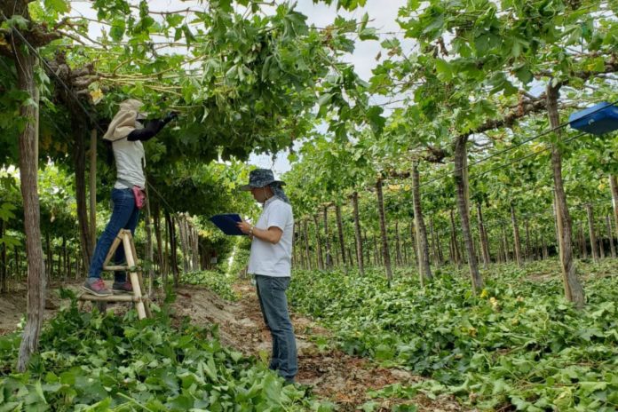 PBI de Piura creció 6% en el segundo trimestre del 2025 PBI de Piura creció 6% en el segundo trimestre del 2025